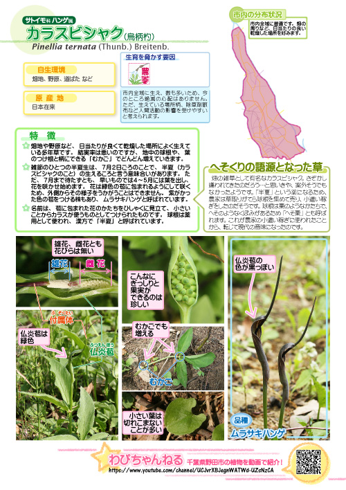 カラスビシャクの図鑑