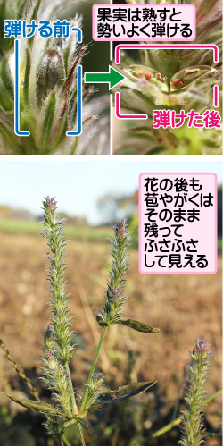 キツネノマゴの画像その2。果実は熟すと勢いよく弾ける。弾ける前/弾けた後。花の後も苞やがくはそのまま残ってふさふさして見える。