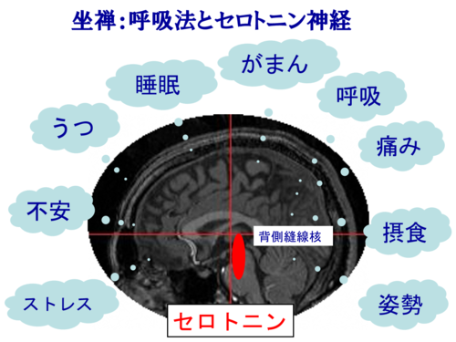 呼吸法とセロトニン神経