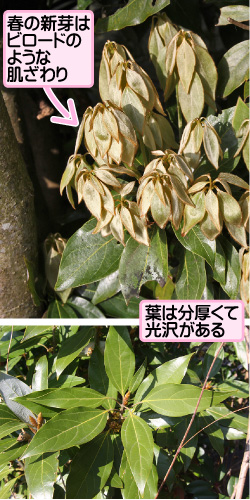 シロダモの画像その1。春の新芽はビロードのような肌ざわり。葉は分厚くて光沢がある。