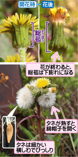 ノゲシの画像その2。開花時。花後。総苞。花が終わると、総苞は下膨れになる。タネが熟すと綿帽子を開く。タネは細かい横しわでびっしり。