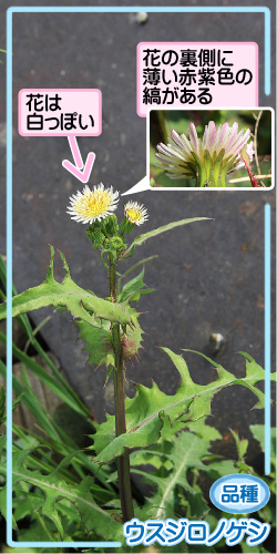 ノゲシの画像その3。品種・ウスジロノゲシ。花は白っぽい。花の裏側に薄い赤紫色の縞がある。