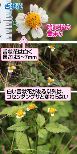 シロノセンダングサの画像その1。舌状花。筒状花の集まり。舌状花は白く長さは5から7mm。白い舌状花がある以外は、コセンダングサと変わらない。