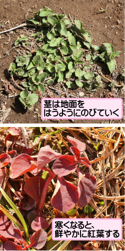 コナスビの画像その3。茎は地面をはうようにのびていく。寒くなると、鮮やかに紅葉する。