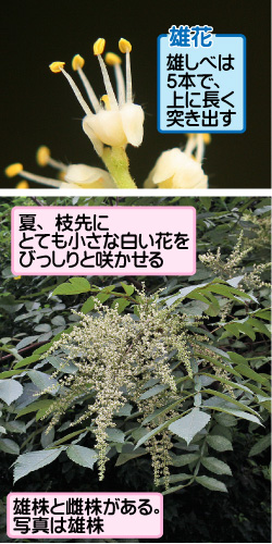 ヌルデの画像その1。雄花。夏、枝先にとても小さな白い花をびっしりと咲かせる。雄株と雌株がある。写真は雄株。