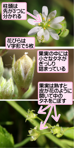 ノミノフスマの画像その2。柱頭は先が3つに分かれる。花びらはV字形で5枚。果実の中には小さなタネがぎっしり詰まっている。果実は熟すと皮が花のように開いて中のタネをこぼす。