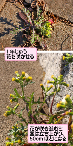 ノボロギクの画像その1。1年じゅう花を咲かせる。花が咲き進むと茎は立ち上がり、50cmほとになる。