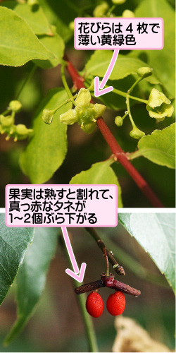 コマユミの画像その1。花びらは4枚で薄い黄緑色。果実は熟すと割れて、真っ赤なタネが1から2個ぶら下がる。