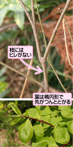コマユミの画像その2。枝にはヒレがない。葉は楕円形で先がつんととがる。