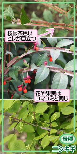コマユミの画像その3。母種・ニシキギ。枝は茶色いヒレが目立つ。花や果実はコマユミと同じ。