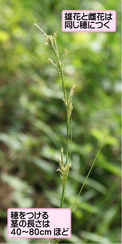 ナキリスゲの画像その2。雄花と雌花は同じ穂につく。穂をつける茎の長さは40から80cmほど。