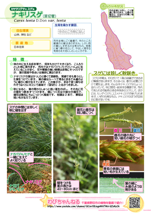 ナキリスゲの図鑑