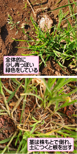 アオスズメノカタビラの画像その2。全体的に少し青っぽい緑色をしている。茎は株もとで倒れ、土につくと根を出す。