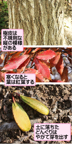 コナラの画像その3。樹皮は不規則な縦の模様がある。寒くなると葉は紅葉する。土に落ちたどんぐりはやがて芽を出す。