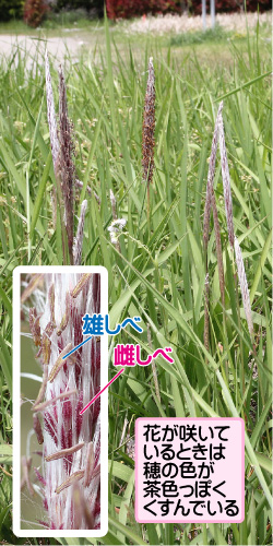 チガヤの画像その1。雄しべ／雌しべ。花が咲いているときは穂の色が茶色っぽくくすんでいる。