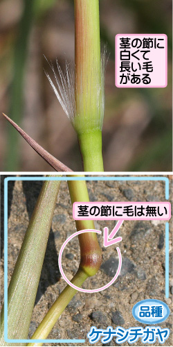 チガヤの画像その3。茎の節に白くて長い毛がある。品種・ケナシチガヤ。茎の節に毛は無い。