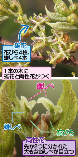 エノキの画像その1。雄花。花びら4枚、雄しべ4本。1本の木に雄花と両性花がつく。雌しべ／雄しべ／花びら。両性花。先が2つに分かれた大きな雌しべが目立つ。