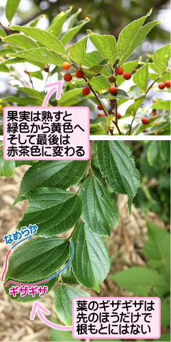 エノキの画像その2。果実は熟すと緑色から黄色へそして最後は赤茶色に変わる。なめらか／ギザギザ。葉のギザギザは先のほうだけで根もとにはない。