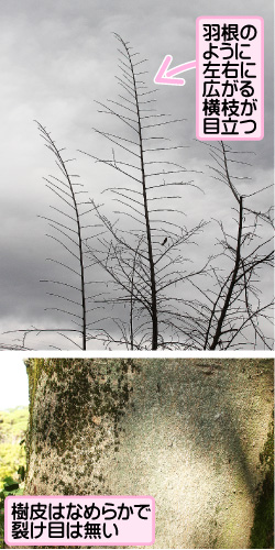 エノキの画像その3。羽根のように左右に広がる横枝が目立つ。樹皮はなめらかで裂け目は無い。