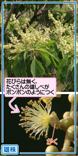 アカメガシワの画像その1。雄株。花びらは無く、たくさんの雄しべがポンポンのようにつく。がく。