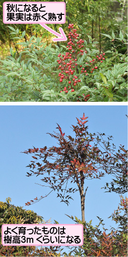 ナンテンの画像その2。秋になると果実は赤く熟す。よく育ったものは樹高3mくらいになる。