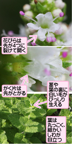 マルバハッカの画像その2。花びらは先が4つに裂けて開く。がく片は先がとがる。茎や葉の裏に白い毛がびっしり生える。葉は丸っこく、細かいしわが目立つ。