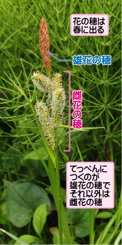 カサスゲの画像その1。花の穂は春に出る。雄花の穂／雌花の穂。てっぺんにつくのが雄花の穂でそれ以外は雌花の穂。