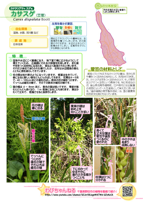 カサスゲの図鑑