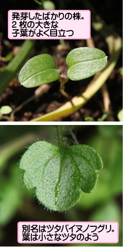 フラサバソウの画像その3。発芽したばかりの株。2枚の大きな子葉がよく目立つ。別名はツタバイヌノフグリ。葉は小さなツタのよう。