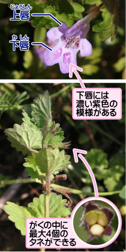 カキドオシの画像その2。上唇／下唇。下唇には濃い紫色の模様がある。がくの中に最大4個のタネができる。