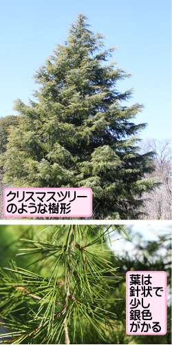 ヒマラヤスギの画像その1。クリスマスツリーのような樹形。葉は針状で少し銀色がかる。
