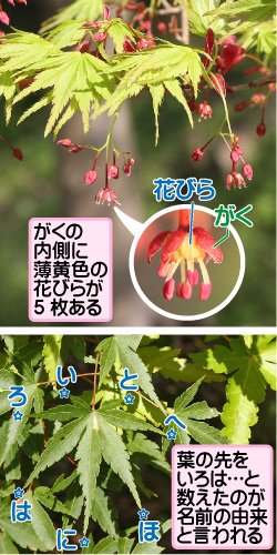 イロハモミジの画像その1。がくの内側に薄黄色の花びらが5枚ある。花びら／がく。い／ろ／は／に／ほ／へ／と。葉の先をいろは…と数えたのが名前の由来と言われる。