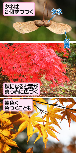 イロハモミジの画像その2。タネは2個ずつつく。タネ／翼。秋になると葉が真っ赤に色づく。黄色く色づくことも。
