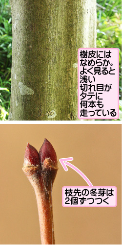 イロハモミジの画像その3。樹皮はなめらか。よく見ると浅い切れ目がタテに何本も走っている。枝先の冬芽は2個ずつつく。