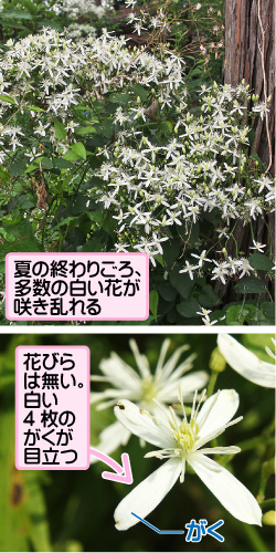 センニンソウの画像その1。夏の終わりごろ、多数の白い花が咲き乱れる。花びらは無い。白い4枚のがくが目立つ。がく。