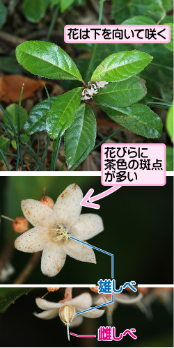 ヤブコウジの画像その1。花は下を向いて咲く。花びらに茶色の斑点が多い。雄しべ／雌しべ。