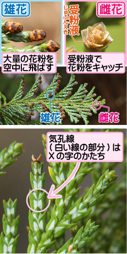 サワラの画像その1。雄花。大量の花粉を空中に飛ばす。雌花。受粉液。受粉液で花粉をキャッチ。雄花／雌花。気孔線(白い線の部分)はXの字のかたち。