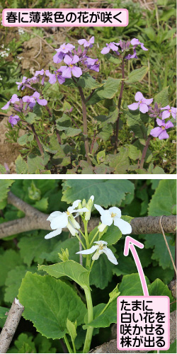 ショカツサイの画像その1。春に薄紫色の花が咲く。たまに白い花を咲かせる株が出る。