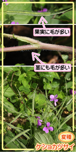 ショカツサイの画像その3。変種・ケショカツサイ。果実に毛が多い。茎にも毛が多い。
