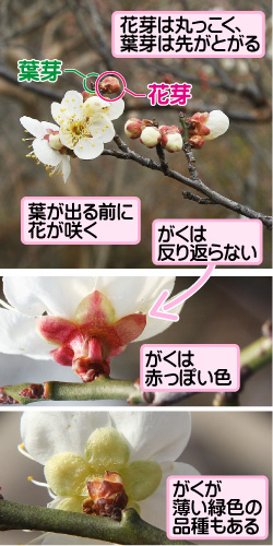 ウメの画像その1。花芽は丸っこく、葉芽は先がとがる。葉芽／花芽。葉が出る前に花が咲く。がくは反り返らない。がくは赤っぽい色。がくが薄い緑色の品種もある。