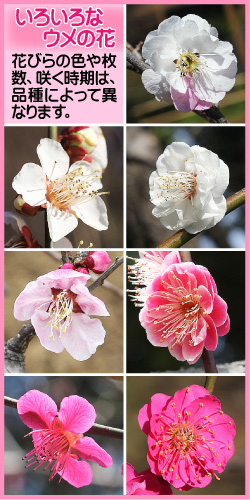 ウメの画像その3。いろいろなウメの花。花びらの色や枚数、咲く時期は、品種によって異なります。