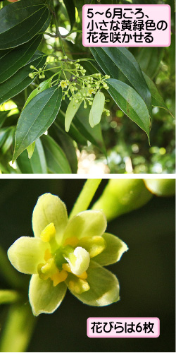 ニッケイの画像その1。5から6月ごろ、小さな黄緑色の花を咲かせる。花びらは6枚。