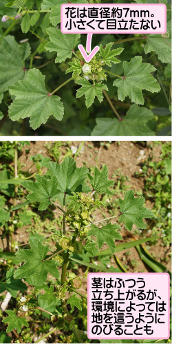 ウサギアオイの画像その1。花は直径約7mm。小さくて目立たない。茎はふつう立ち上がるが、環境によっては地を這うようにのびることも。