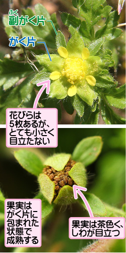 コバナキジムシロの画像その2。副がく片／がく片。花びらは5枚あるが、とても小さく目立たない。果実はがく片に包まれた状態で成熟する。果実は茶色く、しわが目立つ。