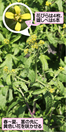 ケカキネガラシの画像その1。花びらは4枚、雄しべは6本。春から夏、茎の先に黄色い花を咲かせる。