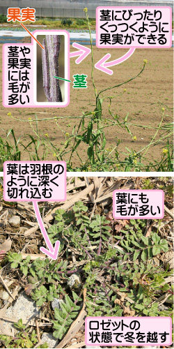 ケカキネガラシの画像その2。果実／茎。茎や果実には毛が多い。茎にぴったりくっつくように果実ができる。葉は羽根のように深く切れ込む。葉にも毛が多い。ロゼットの状態で冬を越す。