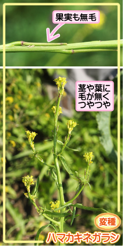 ケカキネガラシの画像その3。変種・ハマカキネガラシ。果実も無毛。茎や葉に毛が無くつやつや。