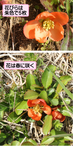 クサボケの画像その1。花びらは朱色で5枚。花は春に咲く。