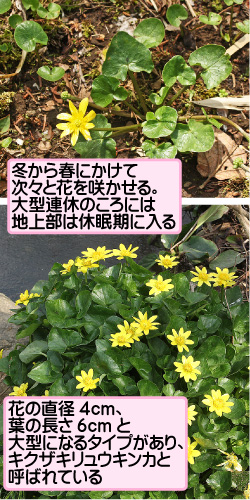 冬から春にかけて次々と花を咲かせる。大型連休のころには地上部は休眠期に入る。花の直径4センチメートル、葉の長さ6センチメートルと大型になるタイプがあり、キクザキリュウキンカと呼ばれている。