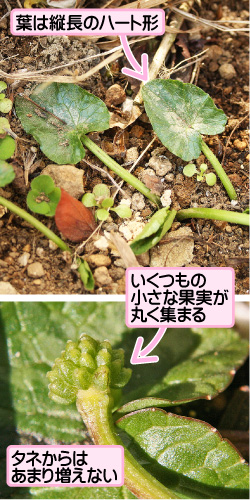 葉は縦長のハート形。いくつもの小さな果実が丸く集まる。タネからはあまり増えない。